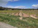 Vignes du côté de la Pistole